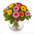 /album/gerberas/dulce-amanecer-900-jpg/